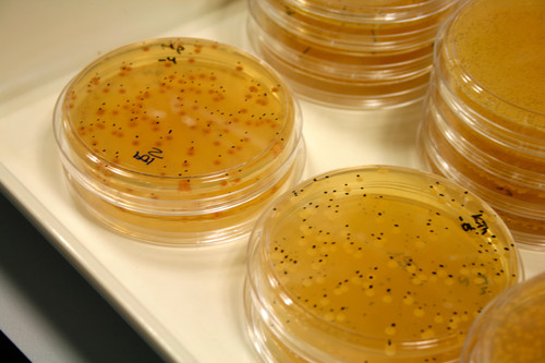 Cultivo de levaduras en placas de Petri en el laboratorio del Instituto de Ciencias de la Vid y el Vino. Foto: Comunicación CSIC.