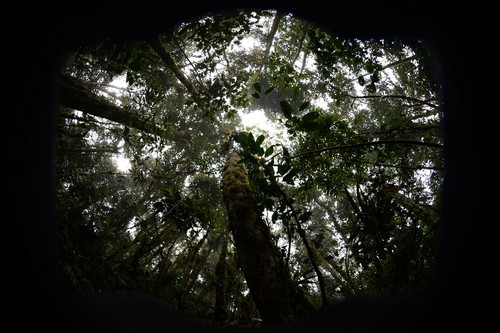Foto hemisférica tomada en el bosque tropical montano del Parque Nacional Podocarpus, en Ecuador.