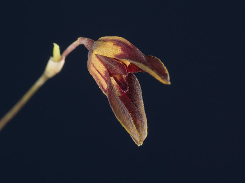 Orquídea/Specklinia barbelifera,