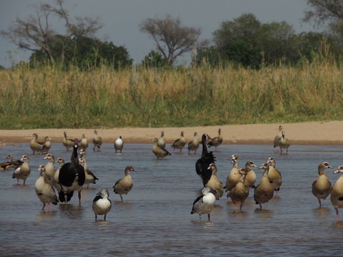 Gansos del Nilo, gansos espolonados y patos crestudo afroasiático. Zambia. / Foto: Banco de Imágenes de la EBD-CSIC.
