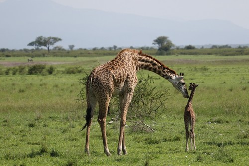 Una jirafa junto a su cría en la región de Tarangire en Tanzania. Foto: Wild Nature Institute.