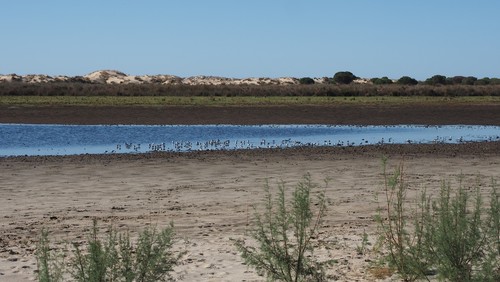 Aves descansando en la laguna de Santa Olalla. / Carlos Ruiz (EBD-CSIC).