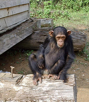 Chimpancé común ('Pan troglodytes').