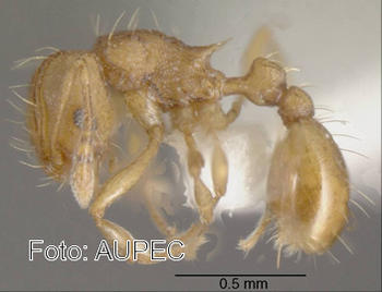 Pequeña hormiga de fuego 'Wasmannia auropunctata'.