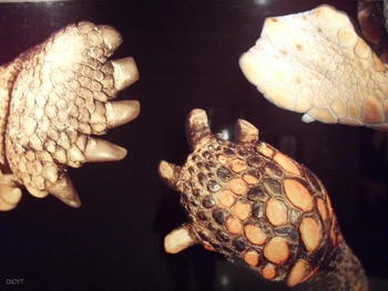 Patas de diversas especies de tortuga.