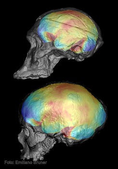 Recreaciones de cráneos utilizados en un estudio del Cenieh sobre la cavidad cerebral.