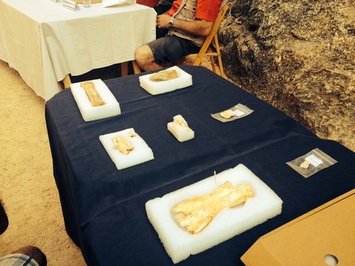 Algunos fósiles encontrados en la actual campaña de excavaciones de Atapuerca. FOTO: Patricia Martínez/EIA