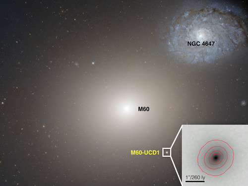 Imagen del Telescopio Espacial Hubble que muestra la galaxia gigantesca M60 en el centro, y la galaxia enana ultra-compacta M60-UCD1 abajo a la derecha.  Credit: NASA/Space Telescope Science Institute/European Space Agency 