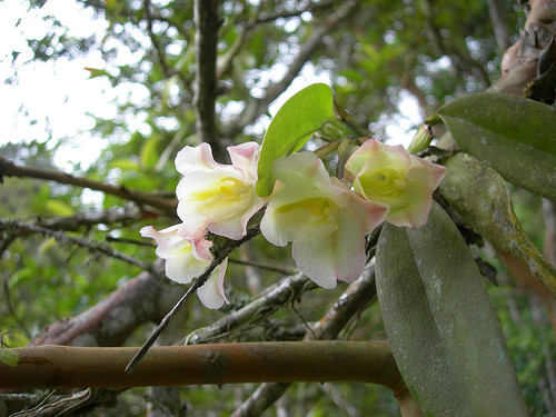 La orquídea 'Rodriguezia granadensis' en flor. Foto: Nhora Helena Ospina Calderón 