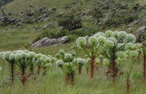 Serra do Espinhaço, especialmente Serra do Cipó, muestra la mayor diversidad de especies de plantas endémicas de la flora brasileña (foto: Patrícia Morellato)