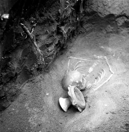 Esqueleto precolombino in situ/Cortesía de Ripon College/Kenneth Vinton estate