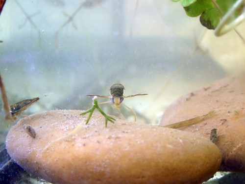 Pequeño insecto conocido como barquero de agua. Foto: CSIC.