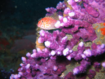 Peces en arrecifes de coral. (Foto: E. Ochoa/STRI)