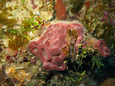 Esta esponja es mÃ¡s comÃºn en zonas de arrecifes profundos, de 3 a 55 metros, en el occidente del AtlÃ¡ntico. Foto: www.spongeguide.org Esta esponja es mÃ¡s comÃºn en zonas de arrecifes profundos, de 3 a 55 metros. Photo: www.spongeguide.org