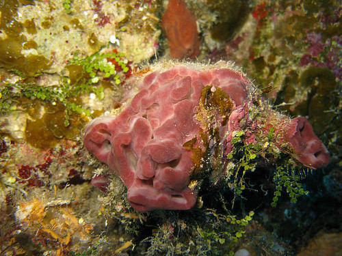 Esta esponja es más común en zonas de arrecifes profundos, de 3 a 55 metros, en el occidente del Atlántico. Foto: www.spongeguide.org Esta esponja es más común en zonas de arrecifes profundos, de 3 a 55 metros. Photo: www.spongeguide.org