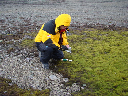 Uno de los científicos chilenos toma muestras del musgo antártico. Foto: Gerardo González.