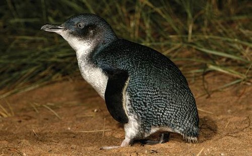 Pingüino enano australiano (Eudyptula minor). Foto: CSIC.