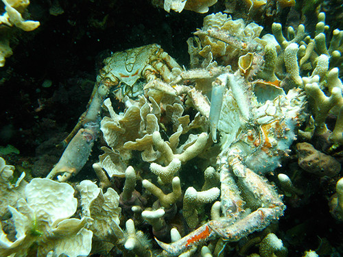 Arrecife de coral /STRI