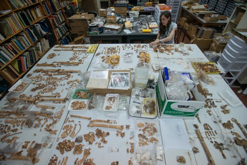 La bioarqueóloga Nicole Smith-Guzmán examina los restos precolombinos/STRI