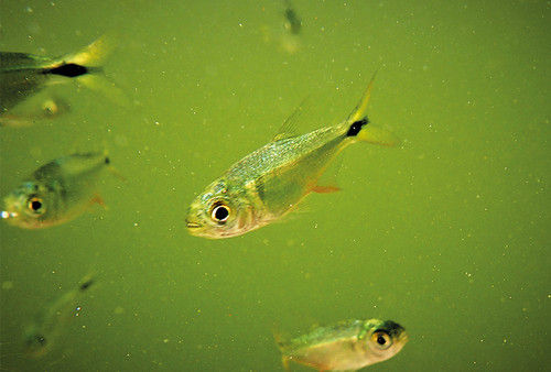 La especie 'Astyanax aeneus' fue seleccionada para la realización de este estudio porque es muy común en lagos, ríos y estuarios/Natalia Sandoval Herrera.