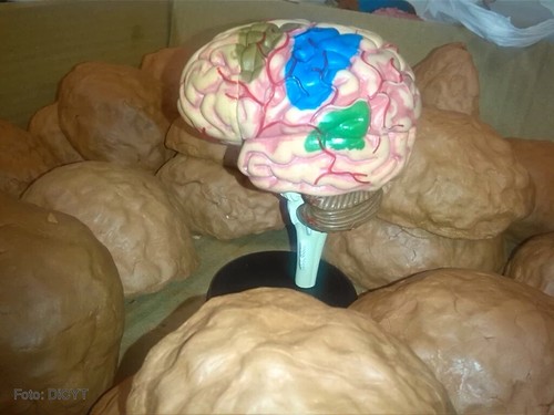 Cerebro pintado en uno de los talleres. Foto: INCYL.