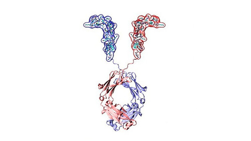 Modelo 3D de la proteína descubierta por el equipo del INTECH. Foto: gentileza investigadores.
