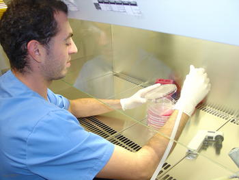 El investigador del Instituto de Biomedicina de la Universidad de León Javier Martín Renedo trabaja con uno de los cultivos celulares utilizados en la investigación.
