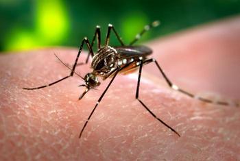 Mosquito 'Aedes aegypti,' principal responsable de la transmisión del virus que causa el dengue.