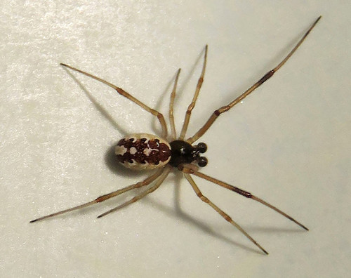El estudio argentino demostró que los machos de las “arañas viudas” también pican humanos/María Florencia Ansaldi.