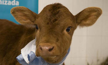 ISA, la vaca argentina que dará leche humanizada (FOTO: Infouniversidades)