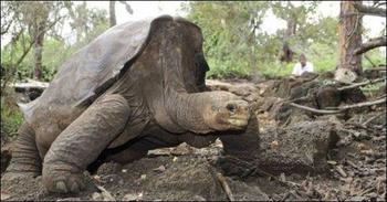 Investigación científica encontró 17 tortugas con ascendencia de la isla Pinta, de donde era originario el Solitario George, que murió el pasado 24 de junio (FOTO: DPNG). 