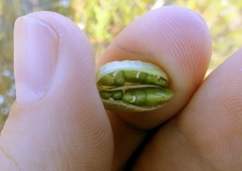 Fruto de la leguminosa Astragalus edulis. Foto: BIOCONS.