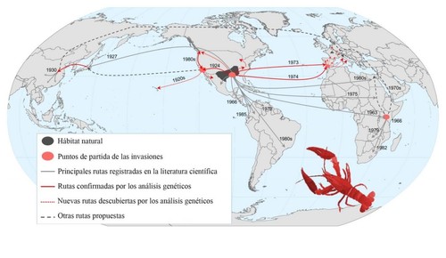 Rutas de invasión del cangrejo rojo. Imagen: CSIC.