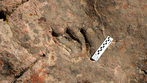 Hulla del dinosaurio tireóforo hallada en la Fomación Lajas. Foto: gentileza investigador.