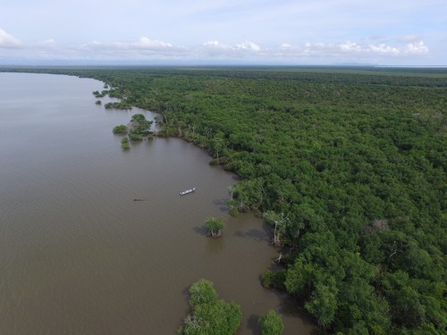 Las condiciones climáticas y geográficas de los manglares del Pacífico colombiano favorecen la producción de carbono azul/Juan Felipe Blanco.