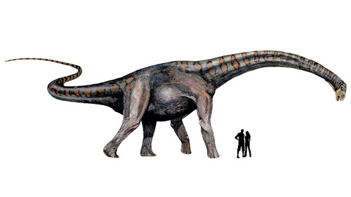 Notocolossus es uno de los dinosaurios mas grandes del mundo y fue hallado por el equipo del Laboratorio y Museo de Dinosaurios en Mendoza/B. González Riga.