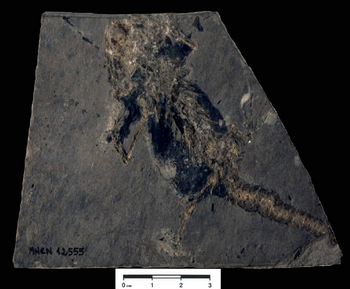 Imagen del fósil de salamandra distribuida por el IGME.