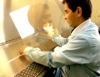 Laboratorio de la Universidad del Quindío se realizan los estudios para avanzar en el control del dengue