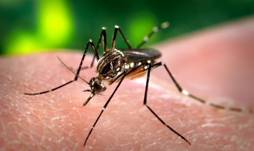 El mosquito Aedes aegypti, responsable de la transmisión del virus. / James Gathany