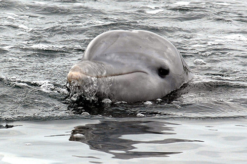 Delfín. FOTO: STRI