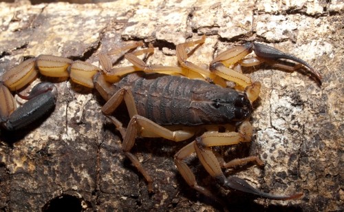 Especie de escorpión que habita en Costa Rica/UCR