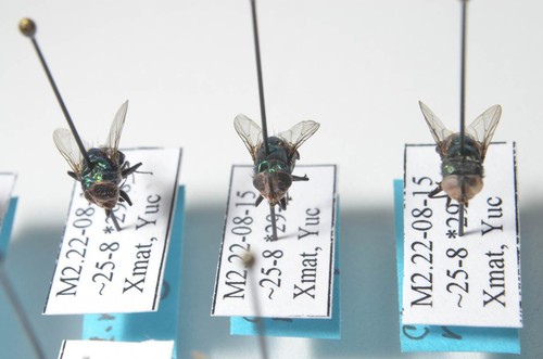 Proyecto georreferenciación de insectos de importancia forense para México/Conacyt