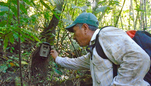 Monitoreo biológico en el Complejo Volcánico Acatenango-Fuego, en Guatemala/CATIE