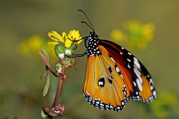 Un ejemplar de mariposa tigre fotografiado por Juan Carlos Vicente.