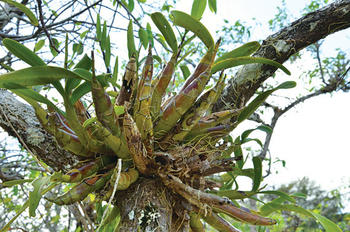 Ojo por ojo la naturaleza a menudo trabaja en base a trueques. Las orquídeas epífitas viven en el dosel donde el agua es escasa (FOTO: STRI).