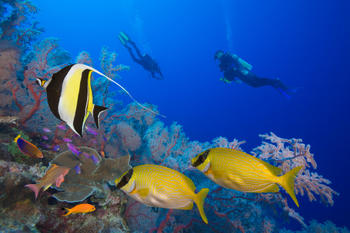 Peces en los arrecifes de Baja California (FOTO: Cicese).
