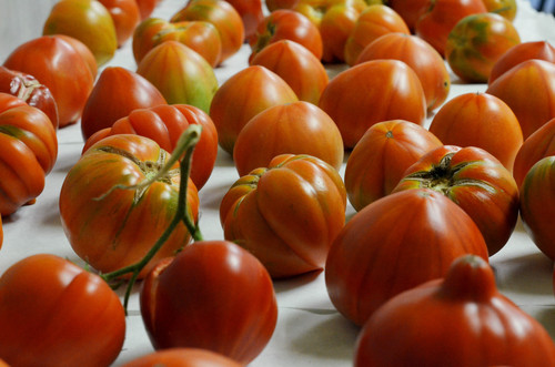 Tomates. Foto: UPV.