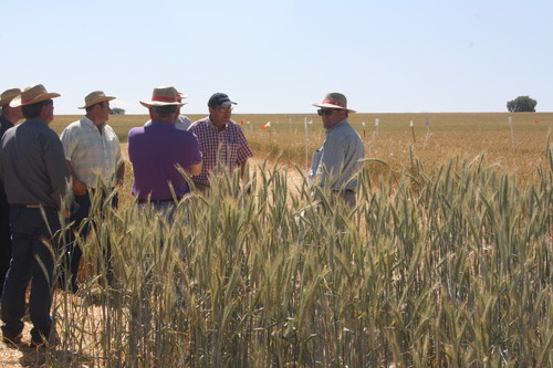Agricultores visitando los ensayos de la Finca Experimental Muñovela, del IRNASA-CSIC.