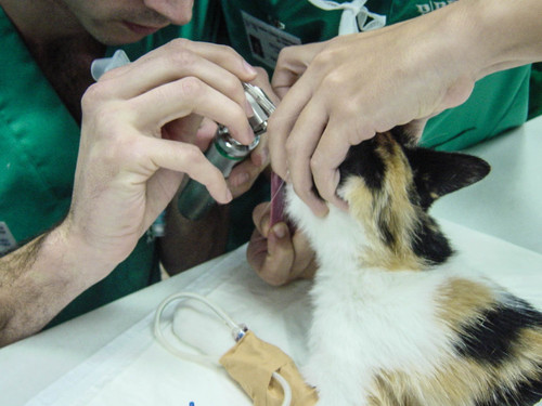 Gato ante el veterinario. Foto: CEU-UCH.