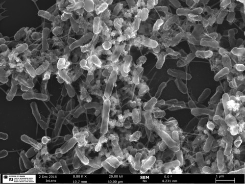 Biopelícula producida por bacterias. Foto: HRSEM en el Centro de Instrumentación Científica de la UGR.